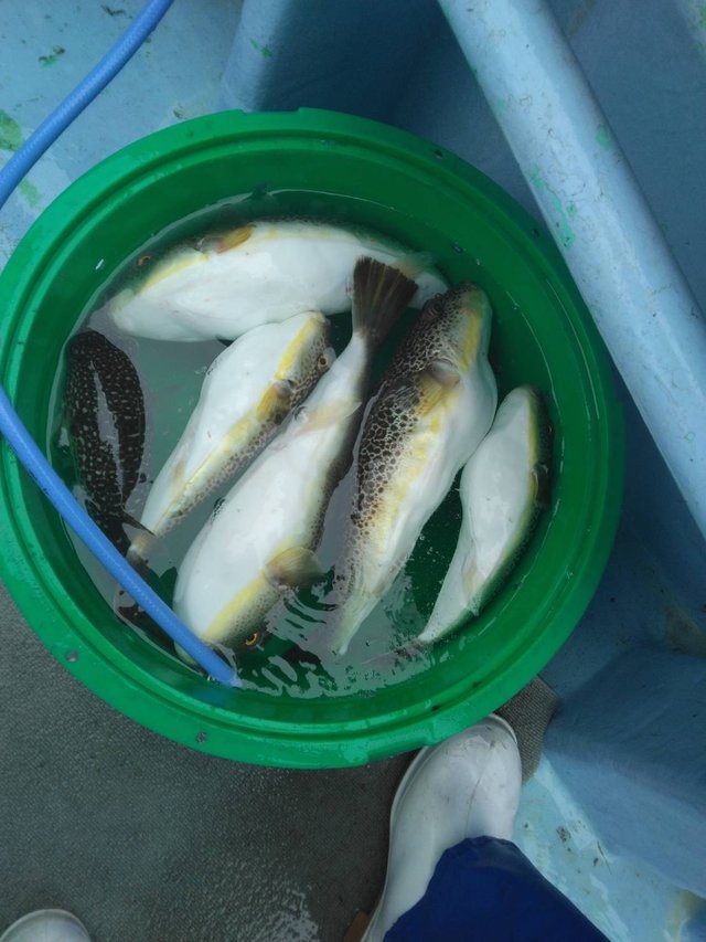 ショウサイフグ