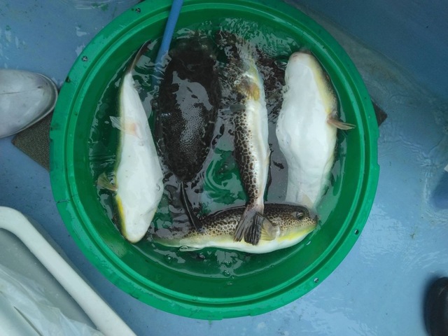 ショウサイフグ