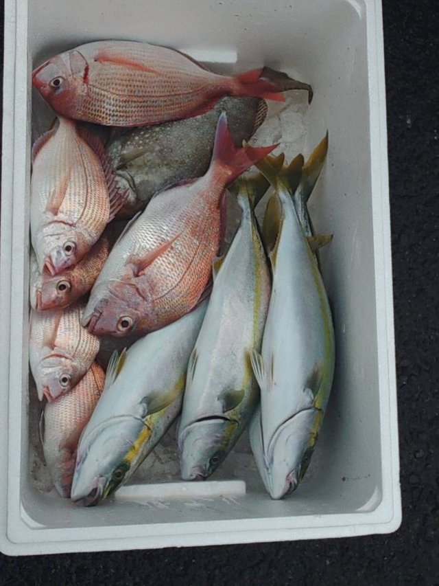 ハナダイ(チダイ)・イナダ(ブリ)