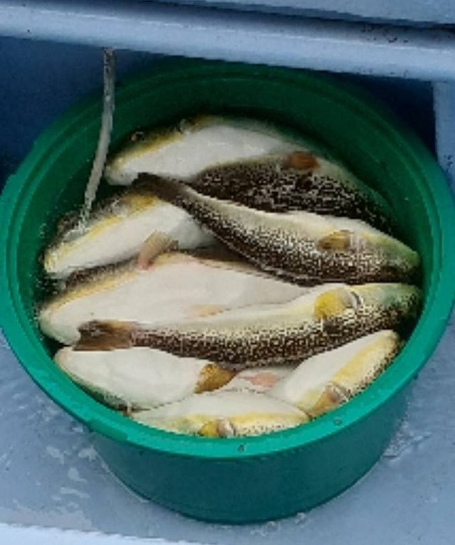 ショウサイフグ