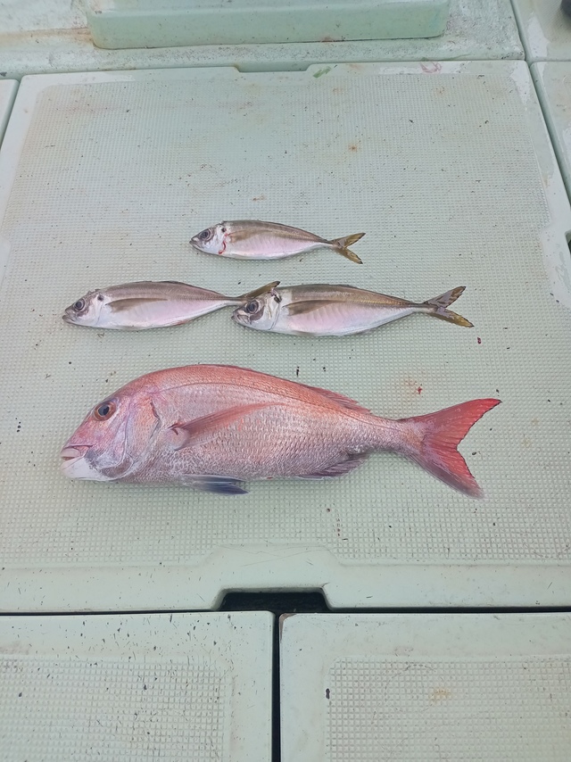 マダイ・マアジ