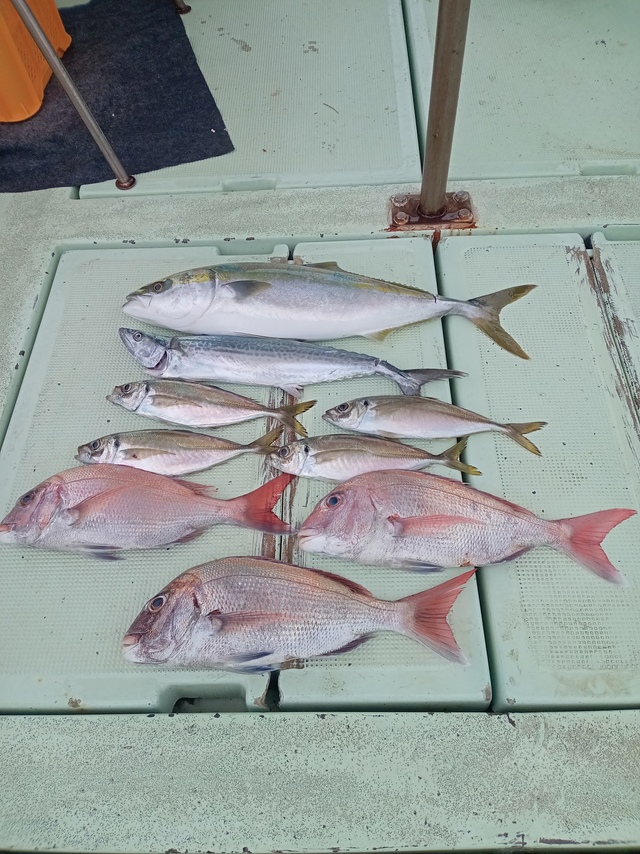 マダイ・マアジ・メジロ(ブリ)・サゴシ(サワラ)