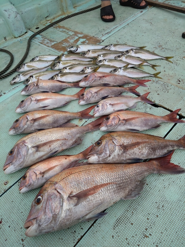 タイ(マダイ)・アジ(マアジ)