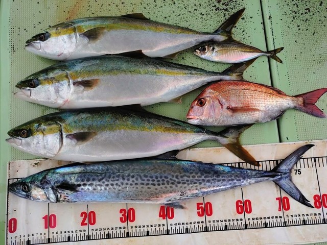 タイ(マダイ)・メジロ(ブリ)・サワラ