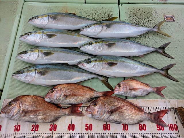 タイ(マダイ)・メジロ(ブリ)