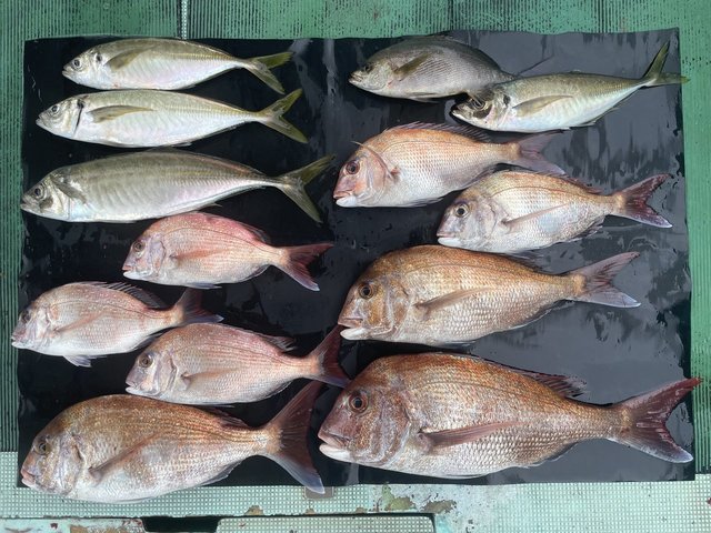 マダイ・マアジ・イサキ