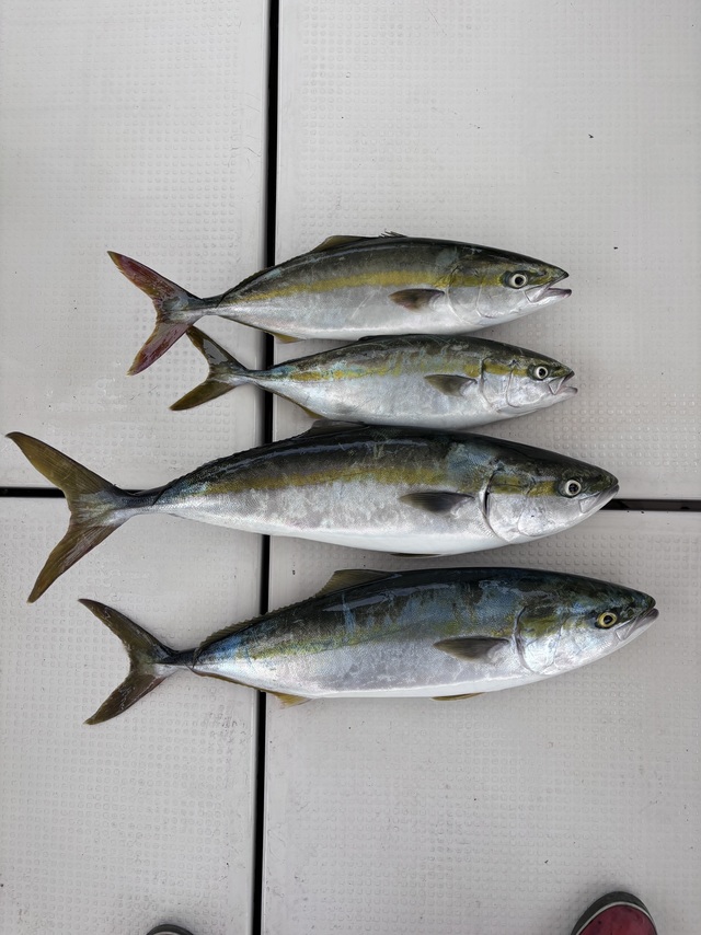 ハマチ(ブリ)・メジロ(ブリ)