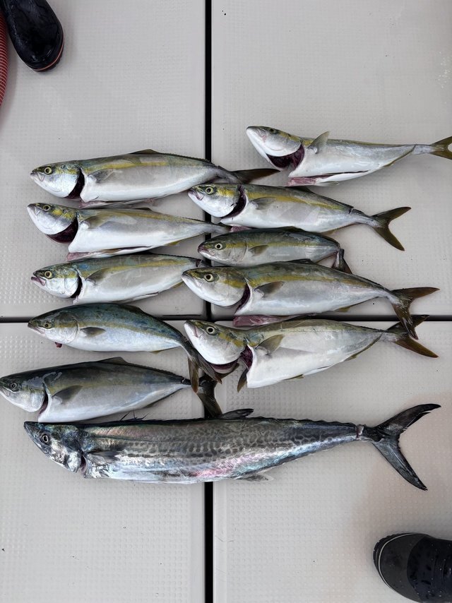 ハマチ(ブリ)・サワラ