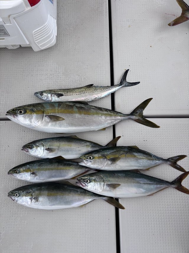 ハマチ(ブリ)・メジロ(ブリ)・サゴシ(サワラ)