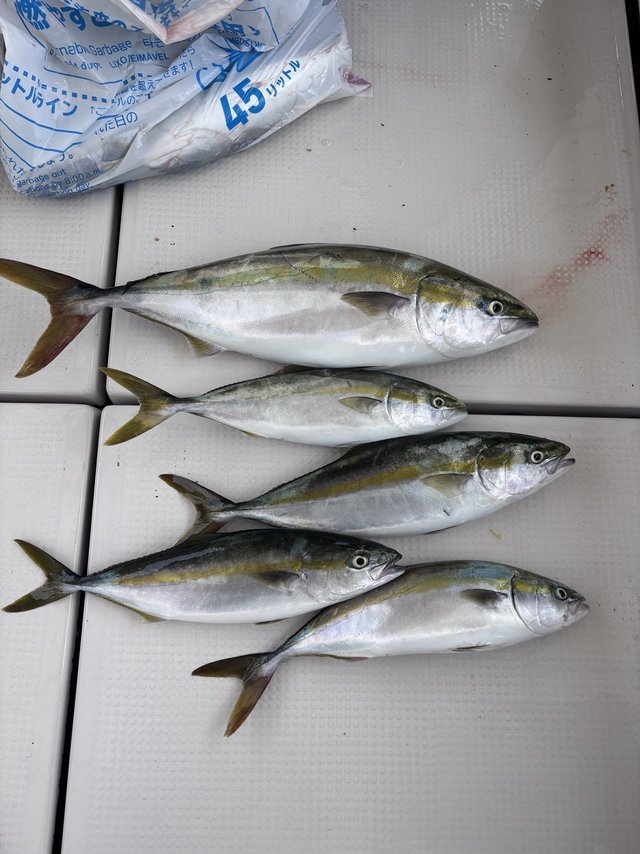 ハマチ(ブリ)・メジロ(ブリ)