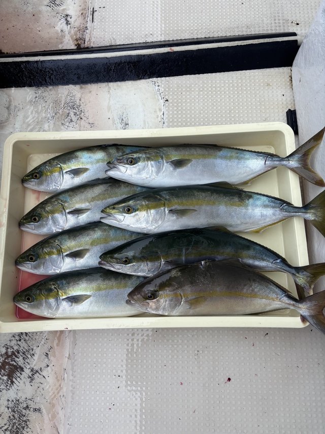 ハマチ(ブリ)・シオ(カンパチ)