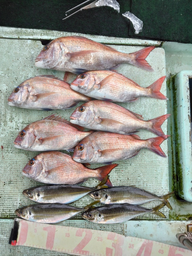 マダイ・マアジ