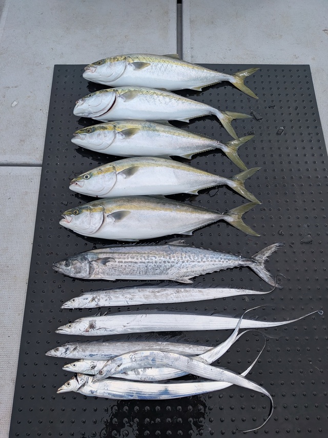 ブリ・サワラ・タチウオ