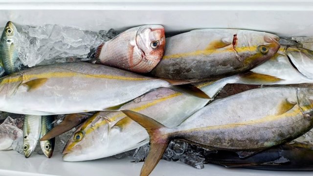 タイ(マダイ)・ネイリ(カンパチ)