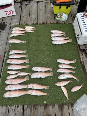 アマダイ(アカアマダイ)・イトヨリ(イトヨリダイ)