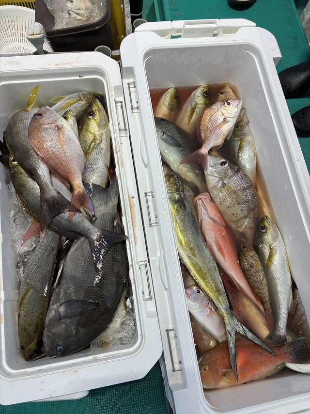 マダイ・グレ(メジナ)・メイチダイ