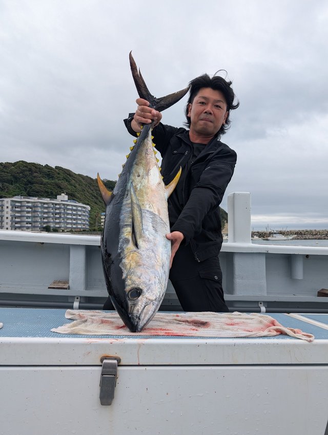 キハダマグロ(キハダ)