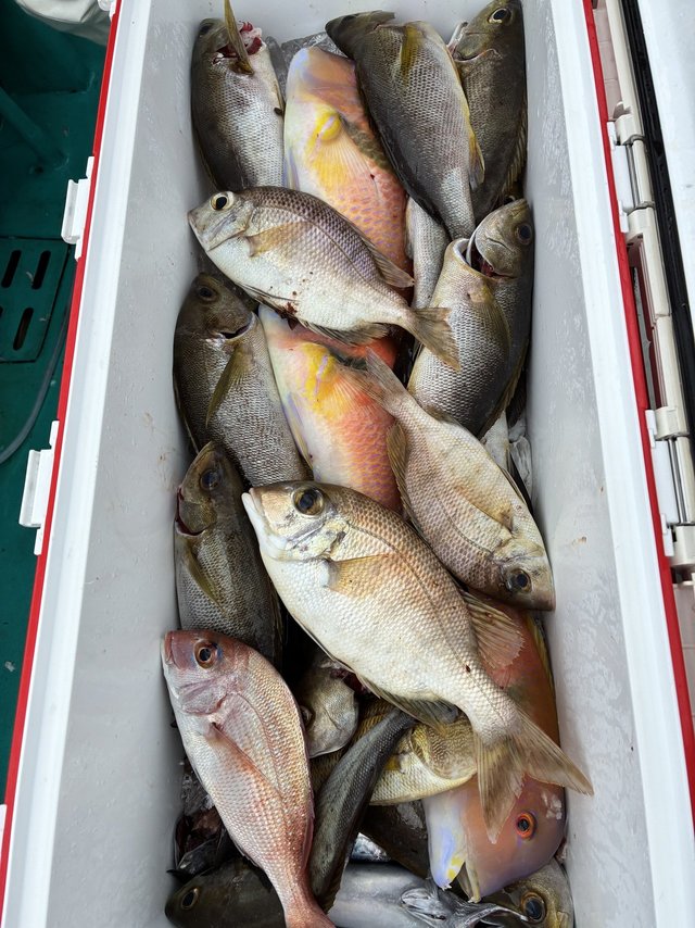 マダイ・メイチダイ