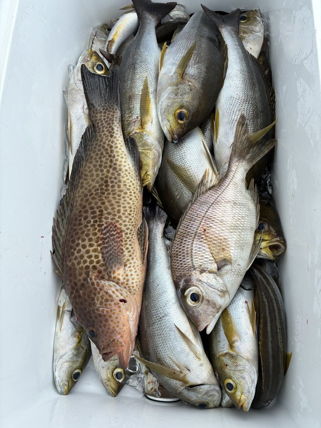 オオモンハタ・メイチダイ