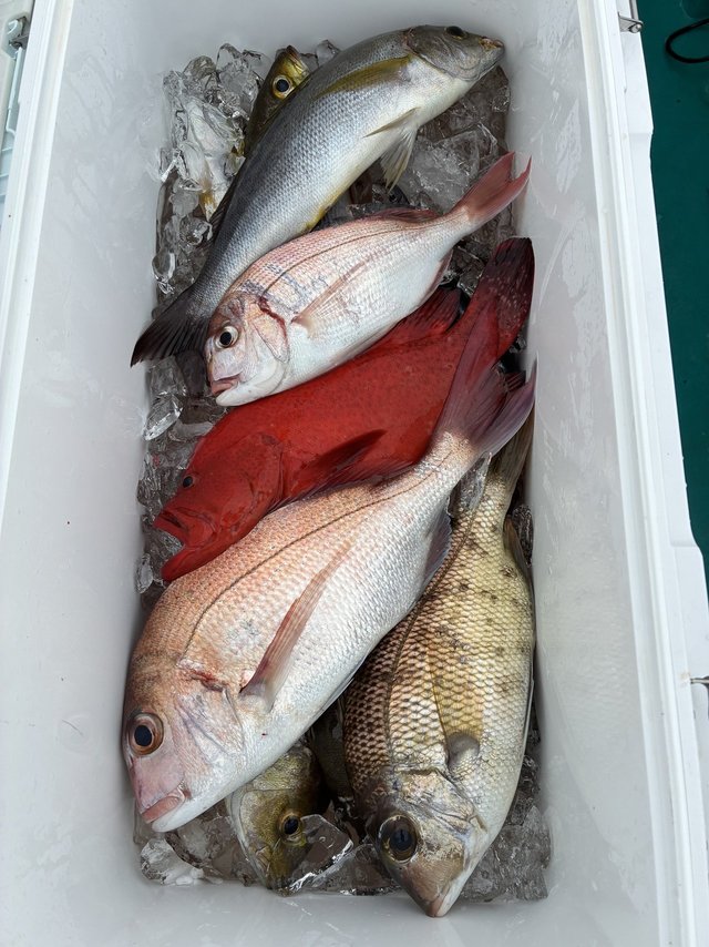 マダイ・メイチダイ