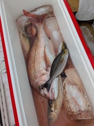 マダイ・イサキ