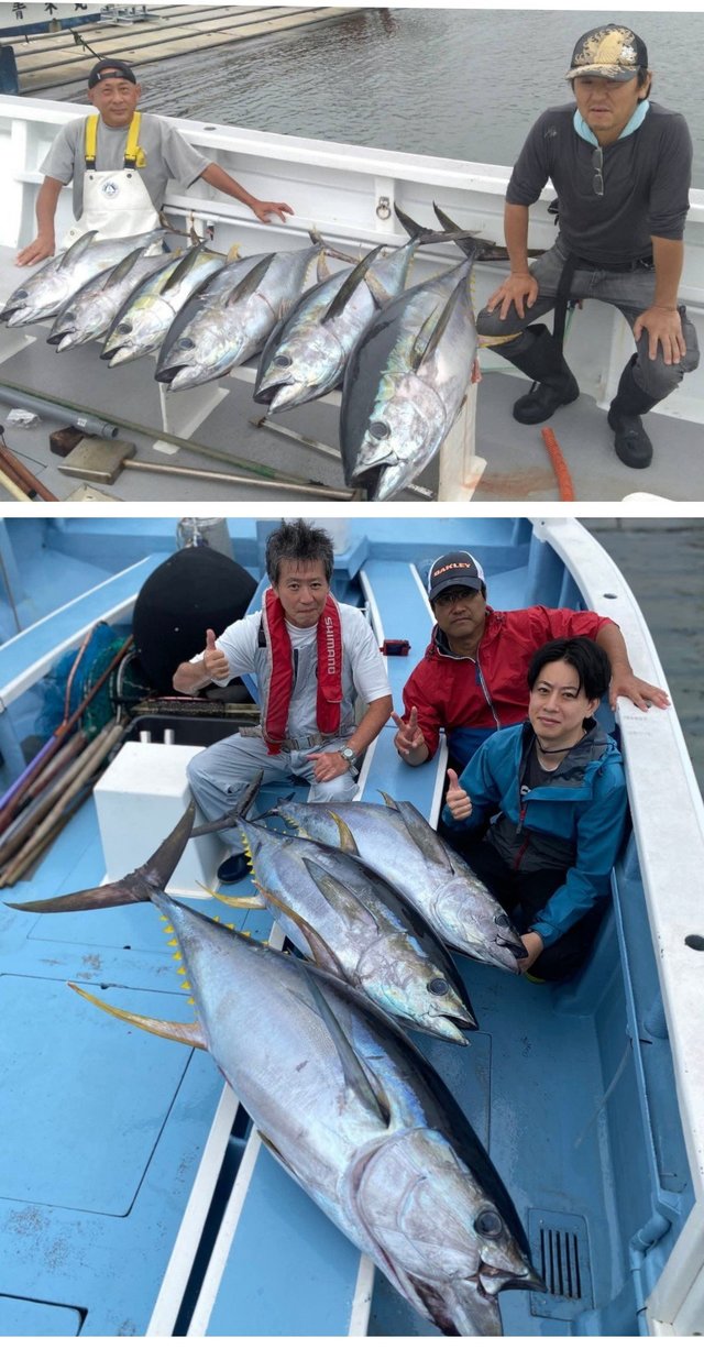 キハダマグロ(キハダ)