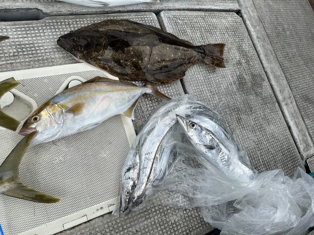 シオ(カンパチ)・タチウオ・ヒラメ