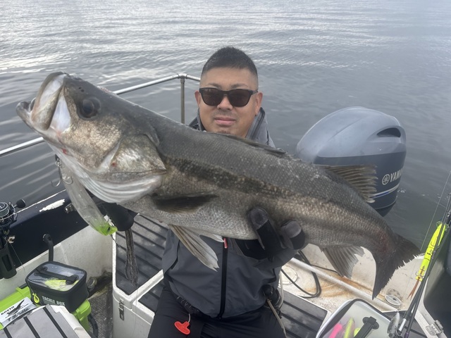 シーバス(スズキ)