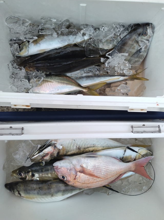 マダイ・アジ(マアジ)