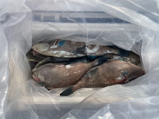 ウマヅラ(ウマヅラハギ)