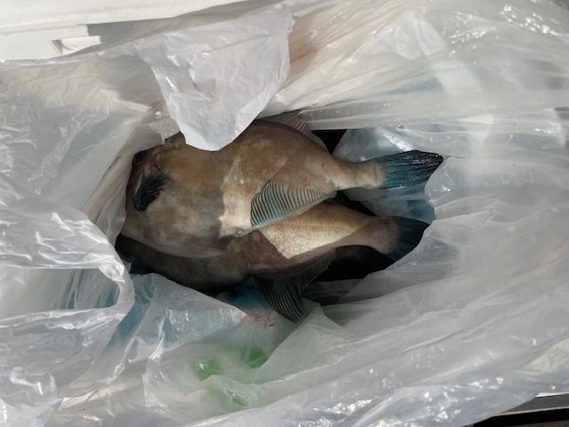 ウマヅラ(ウマヅラハギ)