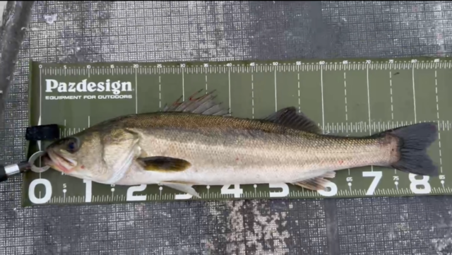 シーバス(スズキ)