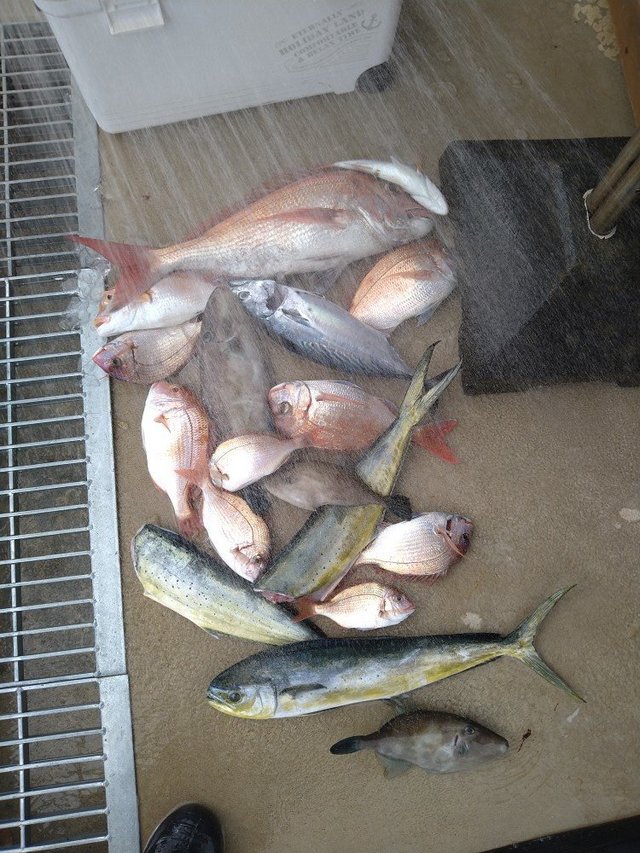 マダイ・レンコ(キダイ)・チダイ・シーラ(シイラ)・カツオ・ウマヅラ(ウマヅラハギ)