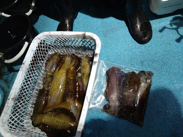 イカ(ケンサキイカ)