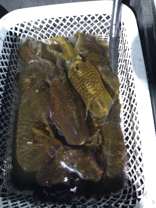 イカ(ケンサキイカ)