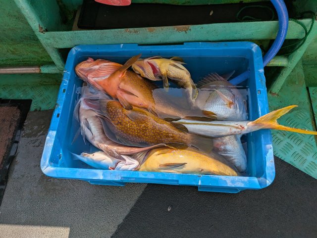 アコウ(キジハタ)・カサゴ