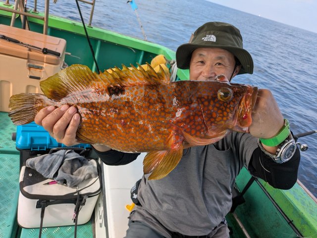 アコウ(キジハタ)