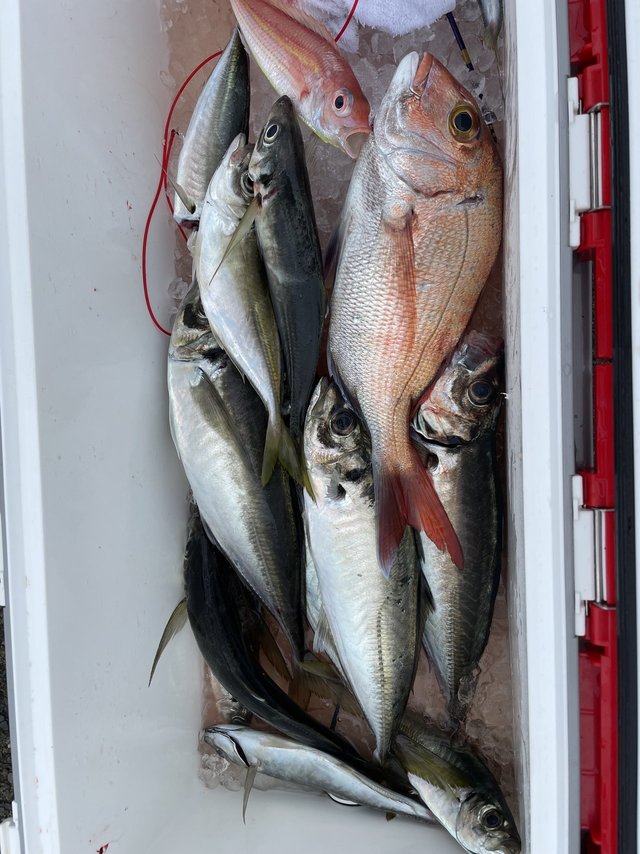 マダイ・アジ(マアジ)