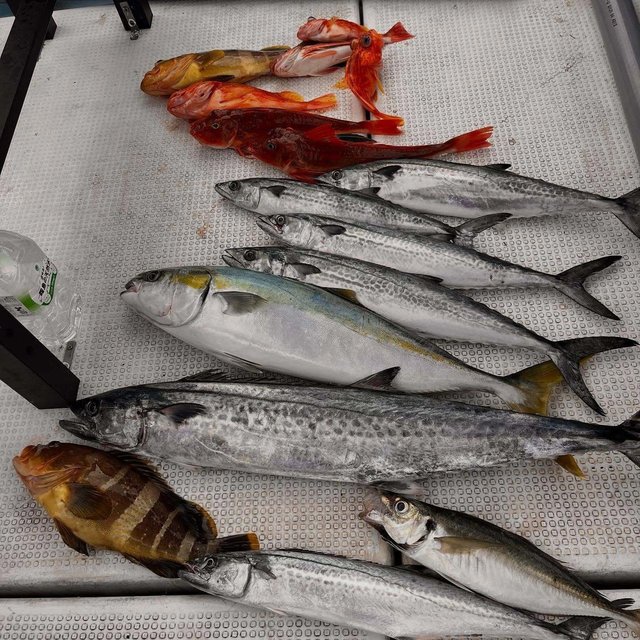 アオハタ・アジ(マアジ)・ブリ・サワラ・ホウボウ・アヤメ(アヤメカサゴ)