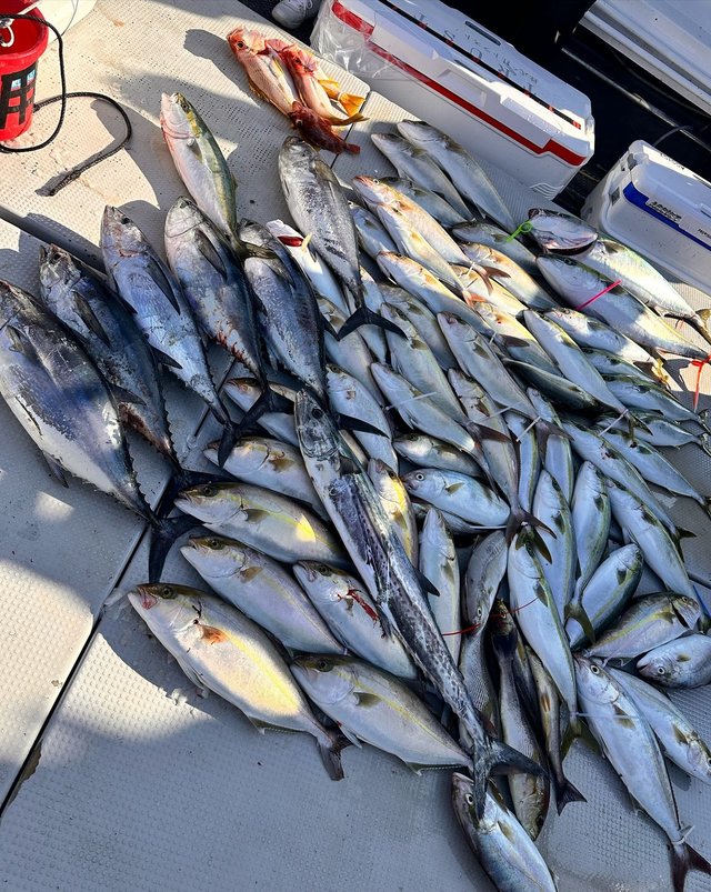 ヤズ(ブリ)・ヒラゴ(ヒラマサ)・ネリゴ(カンパチ)・コシナガ