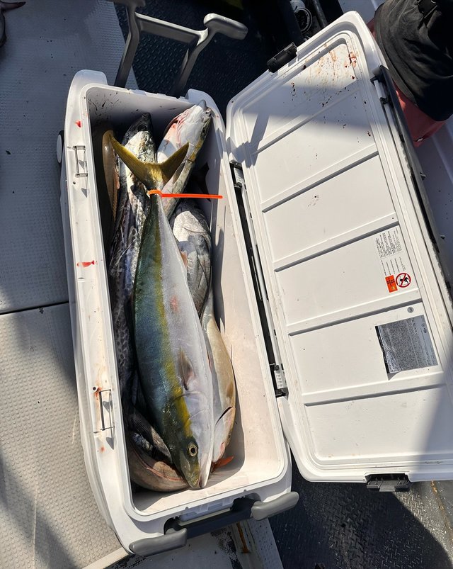 ヤズ(ブリ)・ヒラゴ(ヒラマサ)・ネリゴ(カンパチ)・コシナガ