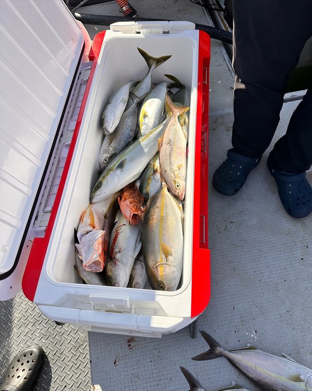 ヤズ(ブリ)・ヒラゴ(ヒラマサ)・ネリゴ(カンパチ)・コシナガ