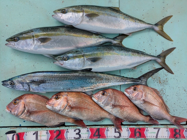 タイ(マダイ)・メジロ(ブリ)・サワラ