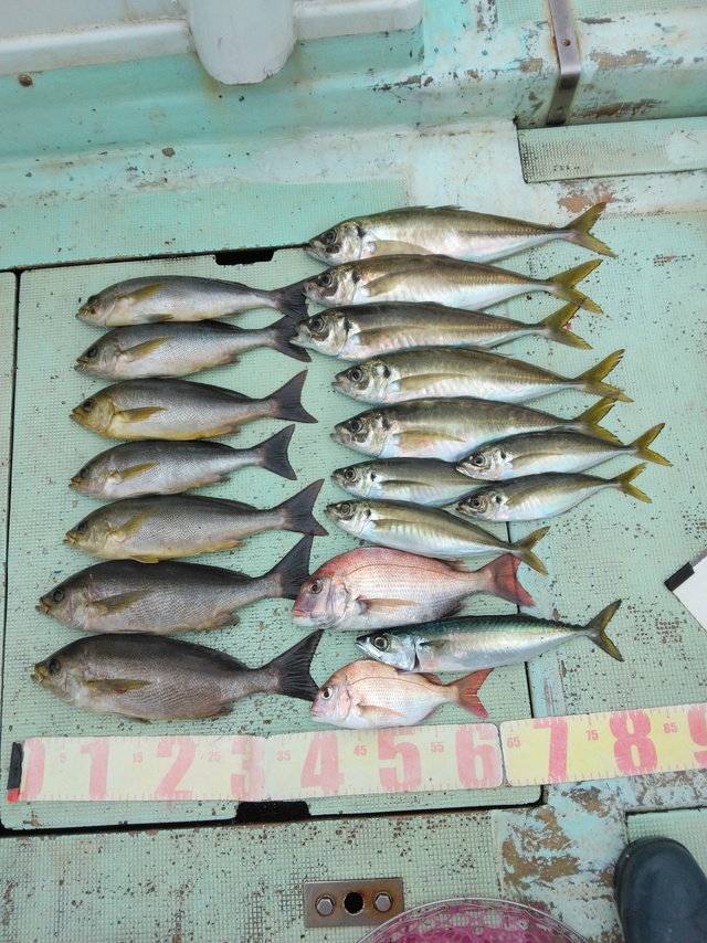 マダイ・マアジ・マルアジ・イサギ(イサキ)・マサバ