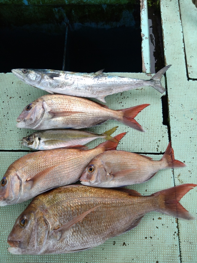 タイ(マダイ)・アジ(マアジ)・サゴシ(サワラ)