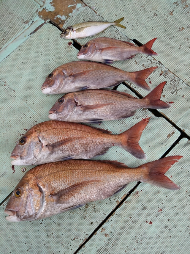 タイ(マダイ)・アジ(マアジ)