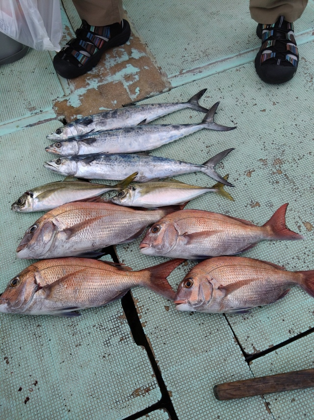 タイ(マダイ)・アジ(マアジ)・サゴシ(サワラ)