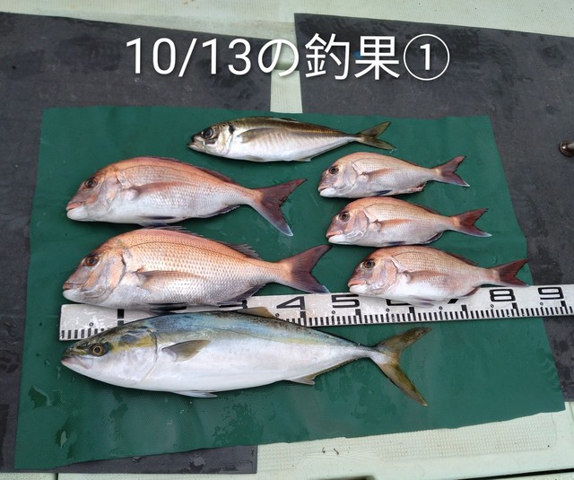 マダイ・マアジ・メジロ(ブリ)