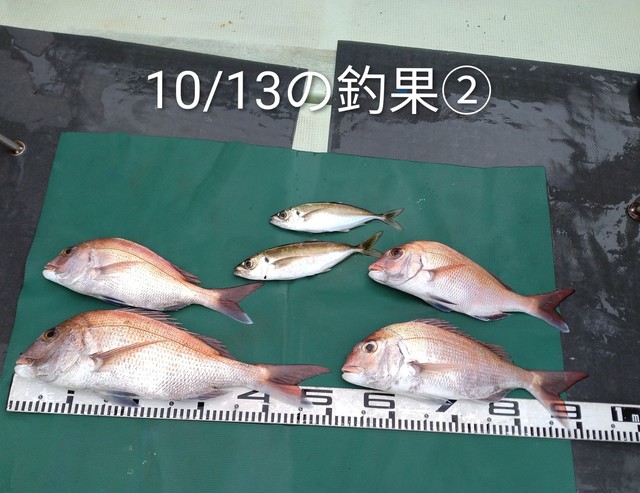 マダイ・マアジ