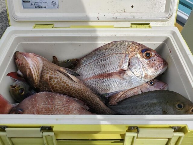 マダイ・オオモンハタ